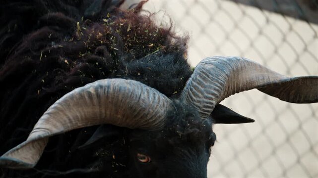 Close up shot of a black ram with large curved horns standing behind a metal fence, with a detailed textured fur and intense gaze