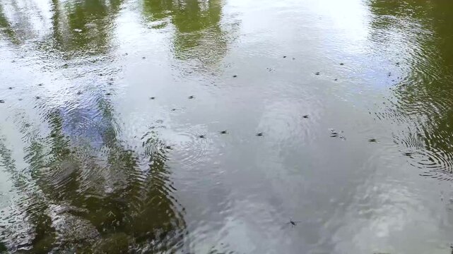 空と木々が映る池の水面を歩くアメンボ