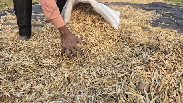 Farmer Bagging Threshed Mustard Seeds Mixed with Dry Leaves