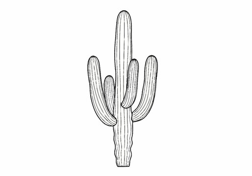 Detailed black and white line art illustration of a saguaro cactus.