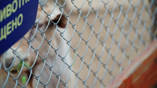 Close up shot through a wire fence of a goat being fed fresh green leaves by a child hand