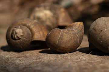 Close-up macro of empty brown snail shells resting on a rustic stone surface under warm natural sunlight © Nguyen Tuan