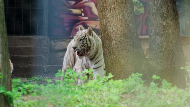 White tiger walking slowly in a zoo enclosure surrounded by trees and greenery