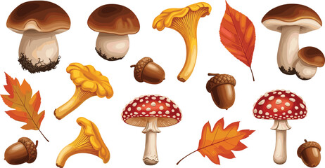Autumn forest mushroom and leaf vector illustration set featuring porcini chanterelle fly agaric acorns and fall leaves isolated on white background © Himu 