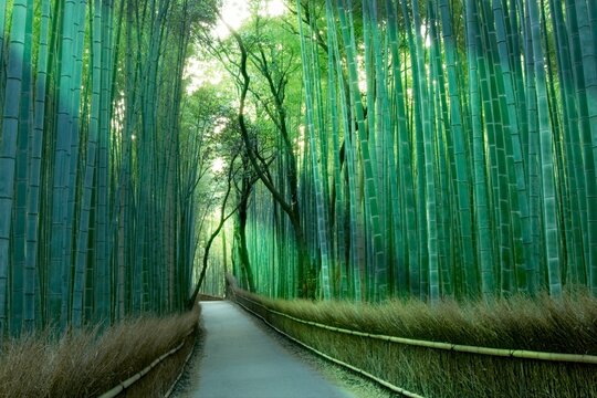 京都 嵐山の竹林の小径