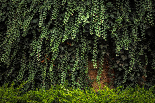 Green ivy leaves covering a wall texture