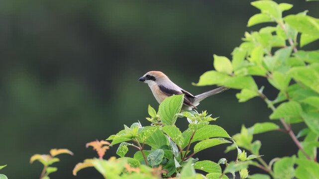 Male Bull-headed Shrike Alarm and Takeoff Against Deep Forest: Extreme Close-up with Tail Feather Detail (4K Slow Motion)
