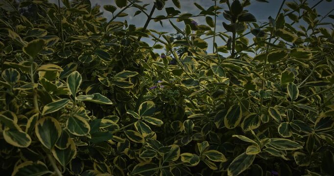 Euonymus fortunei. The shrub features vibrant green leaves with broad, striking golden-yellow margins. The foliage is dense, glossy, and leathery.