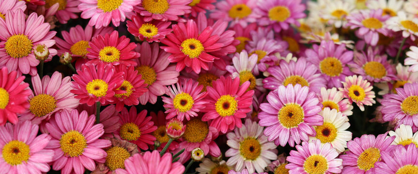 Pink pyrethrum daisy flowers blooming in full glory in a public garden.