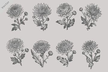 aster flowers set vector illustration. Vintage summer florals drawing set. Detailed and elegant garden plant on white background. © SAGOR