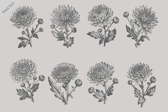 aster flowers set vector illustration. Vintage summer florals drawing set. Detailed and elegant garden plant on white background.