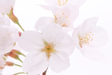 Fototapeta premium 白背景のソメイヨシノの桜の花と花びら