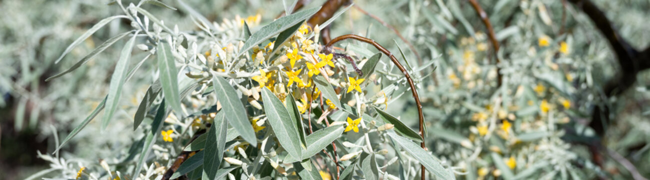 Yellow flowers blooming amid silvery green leaves on Russian Olive, Elaeagnus Angustifolia, Wild Olive tree, classified as a noxious weed in Eastern Washington
