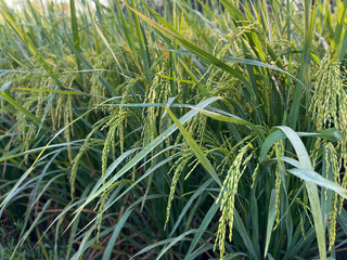 Obraz premium green rice paddy field with ripening rice plants, traditional Indonesian agriculture, rice farming concept. fresh paddy with dew drops. 