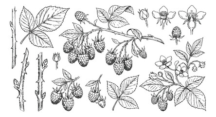Vintage raspberry botanical illustration set, hand drawn berry branches and leaves vector, black and white garden fruit sketches for packaging © usman