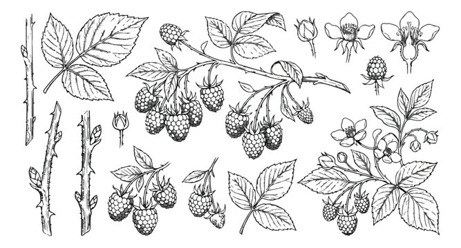 Vintage raspberry botanical illustration set, hand drawn berry branches and leaves vector, black and white garden fruit sketches for packaging