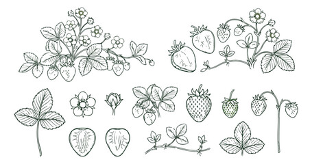 Vintage strawberry botanical illustration set, hand drawn garden berry sketches with leaves and flowers, black and white line art vector collection © usman