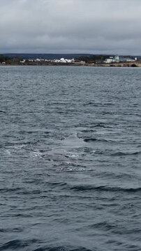Ballena resoplando