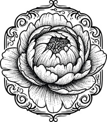 Obraz premium Peony flower illustration with ornate border in vintage engraving style for decorative design projects