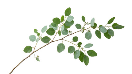 Fototapeta premium Detailed botanical leaf branch with glossy green foliage plant