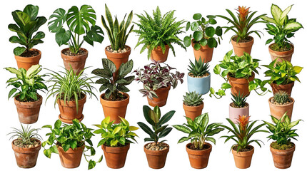 Fototapeta premium Assorted collection of vibrant green and colorful potted indoor houseplants on a clean transparent background for home decor and interior design and gardening hobbies transparent background