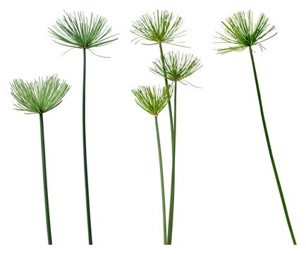 Elegant papyrus plants on white element set