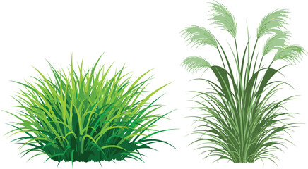 Fototapeta premium Realistic Green Grass Bush and Tall Pampas Ornamental Plant Set for Nature, Garden, and Landscape Vector Illustration Designs