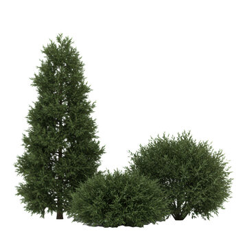 Three distinct emerald green coniferous shrubs (conical, mounding, rounded) against a bright white void, isolated in a strict top-down plan view for design mockups. Concept for architectural