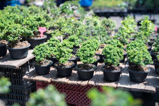 Many ornamental bonsai seedlings in pots on display for sale at Chatuchak plant market in Bangkok, local street flower and houseplants marketplace in Thailand selling decorative potted bonsais