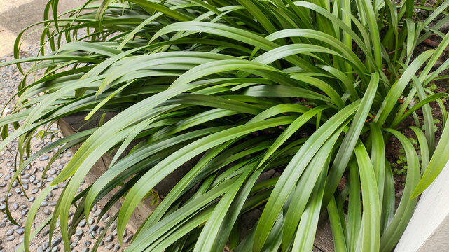 healthy green fragrant pandan plant (Pandanus amaryllifolius) growing in the garden. These long aromatic screwpine leaves are widely used in Asian cooking and desserts for natural flavor and coloring