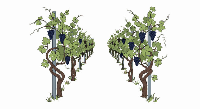 Two rows of grapevines with dark purple grapes and green leaves