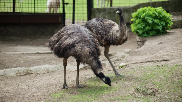Two emus feeding on the ground, heads lowered and necks extended, detailed feather patterns and long legs visible
