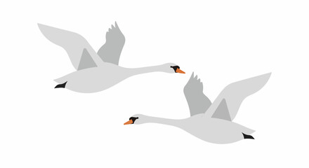 Fototapeta premium Two white swans with orange beaks flying gracefully in the sky