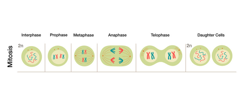 Mitosis cell division diagram showing stages interphase prophase metaphase anaphase telophase