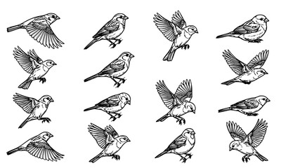 Detailed Small Bird Line Art Sketch Collection with Flying and Perching Poses Vector Set © MDNOYON