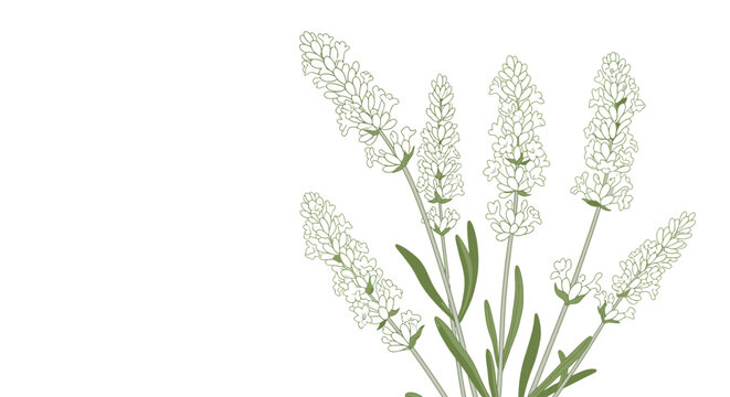 White lavender flowers in botanical illustration style