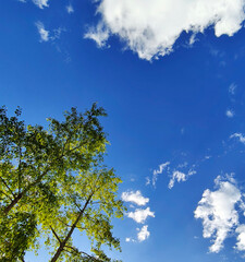 Fototapeta premium Blue sky and white clouds framed by green treetops. Perspective. A bright summer day.