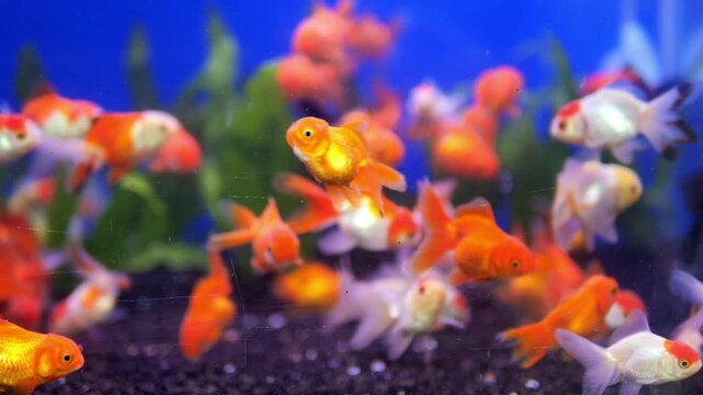 Goldfish swim in a bright aquarium with colorful plants