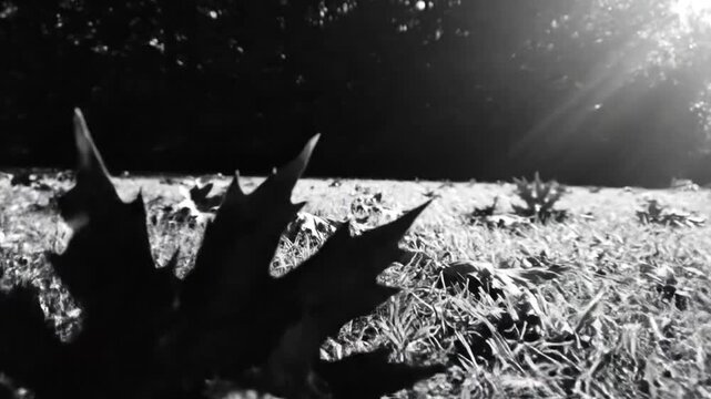 Black and white close up of dead leaves on grassy ground with sun shining through the trees