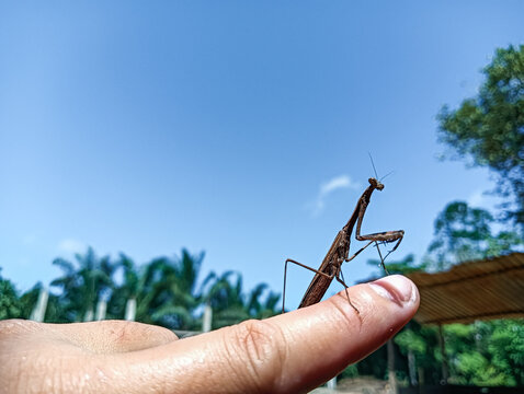 Close-up of a brown praying mantis resting on a person's finger with a bright blue sky and tropical vegetation in the background, showcasing wildlife and nature.