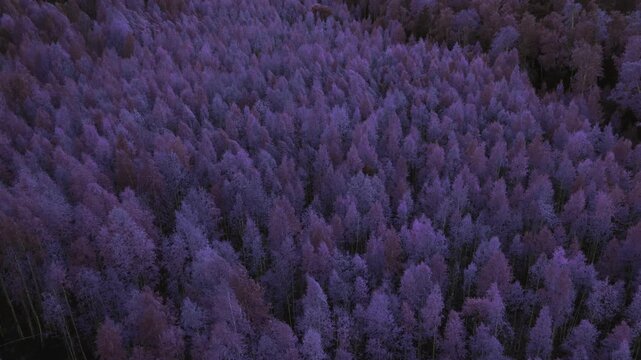 Drone footage of a dense birch woodland coated with hoarfrost, creating a purple winter texture from above in the Ural Mountains, Russia, calm cold landscape