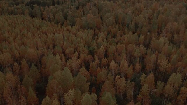 Drone footage of dense autumn forest canopy with colorful birch and pine trees in the Ural Mountains, Russia, natural wilderness landscape from above