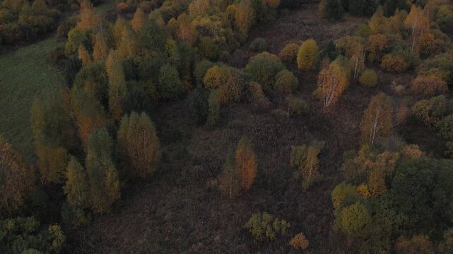 Drone footage of mixed forest and open meadow in peak autumn colors, with birch and conifer trees forming a natural pattern, filmed in the Ural Mountains, Russia