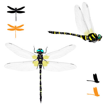 Anotogaster Sieboldii