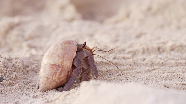a hermit crab, a crustacean from the genus coenobita, crawling on beach sand, sulawesi, indonesia, southeast asia, close-up macro shot