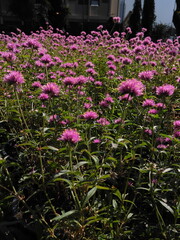 Fototapeta premium pink flowers in the garden