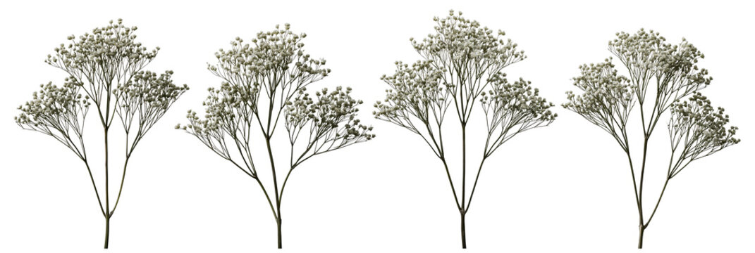 Set of small leafless trees illustration on transparent background