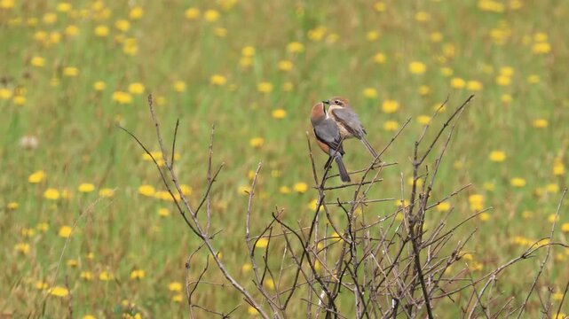 Male Bull-headed Shrike Courting Unresponsive Female in Yellow Wildflower Field (4K with Audio)