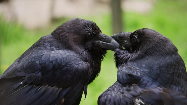 Two black ravens perched on a wooden branch, glossy dark feathers with subtle blue highlights, facing each other