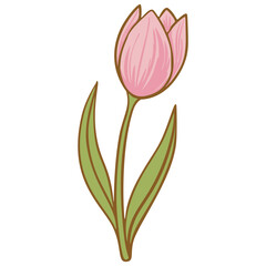 Obraz premium Tulip flower vintage illustration